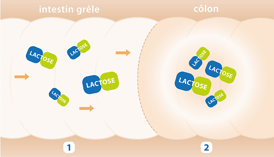 Lactazym® agit en cas d’intolérance au lactose