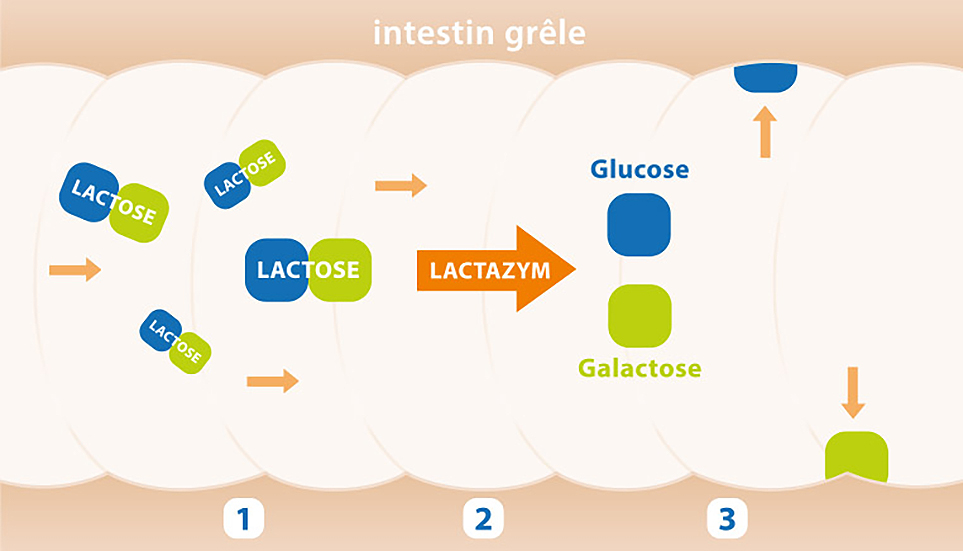 Le mécanisme de l’intolérance au lactose